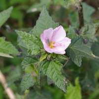 Pavonia columella (Pavonie rose)