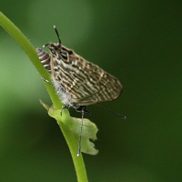 Leptotes mayottensis (Lycène)