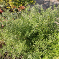 asparagus_aethiopicus3md