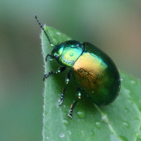 chrysolina_herbacea3bd (Chrysolina herbacea)