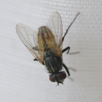 Musca domestica (Mouche domestique)