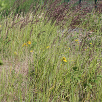 calamagrostis_epigeios5md