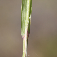 calamagrostis_epigeios6md (Calamagrostis epigeios)