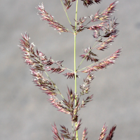 calamagrostis_epigeios7md (Calamagrostis epigeios)