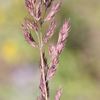 calamagrostis_epigeios8md (Calamagrostis epigeios)