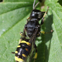 crabro_peltarius2bd (Crabro peltarius)