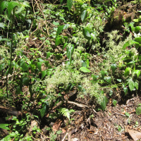 Iresine diffusa (Irésine, Buisson de Juba)