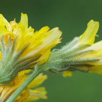 crepis_capillaris7md (Crepis capillaris)