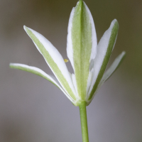 ornithogalum_umbellatum4md