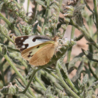 colotis_vestalis3bd (Colotis vestalis)