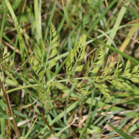 daucus_carota6md (Daucus carota)