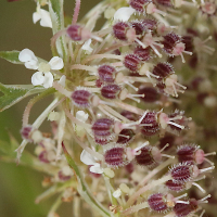 daucus_carota7md (Daucus carota)