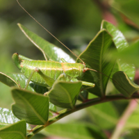 leptophyes_punctatissima10md