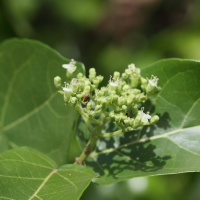 Premna serratifolia (Lingue blanc, Bois de bouc, Premne à feuilles dentelées)