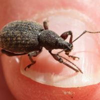 Otiorhynchus sulcatus (Otiorhynque de la vigne, Charançon noir de la vigne)