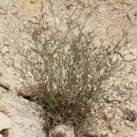 limonium_virgatum4md