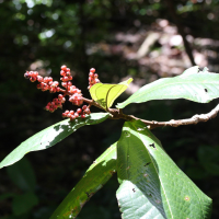 Miconia impetiolaris (Bois côtelette rouge (Guadeloupe))