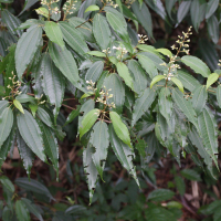 Miconia laevigata (Bois côtelette (Guadeloupe), Petit Crécré (Martinique))
