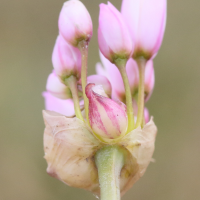 allium_roseum6md (Allium roseum)