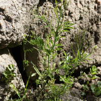 cardamine_flexuosa5md (Cardamine flexuosa)