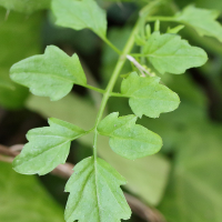 cardamine_flexuosa6md (Cardamine flexuosa)