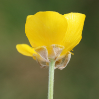 ranunculus_bulbosus6md