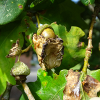 andricus_quercuscalicis_galle5mv (Andricus quercuscalicis)