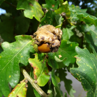 andricus_quercuscalicis_galle7mv (Andricus quercuscalicis)