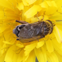 anasimyia_contracta2md (Anasimyia contracta)