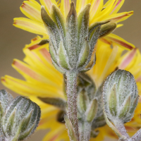 crepis_vesicaria_taraxacifolia3md (Crepis vesicaria ssp. taraxacifolia)