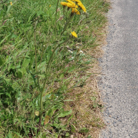 crepis_vesicaria_taraxacifolia4md