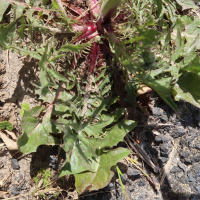 crepis_vesicaria_taraxacifolia5md