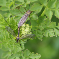 Nephrotoma appendiculata (Tipule, Néphrotome de Pierre)