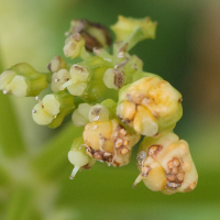 Puccinia smyrnii (Galle du maceron, Rouille du maceron, Rouille des alexandrins)