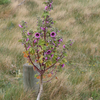 malva_arborea5md