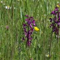 anacamptis_laxiflora4md (Anacamptis laxiflora)