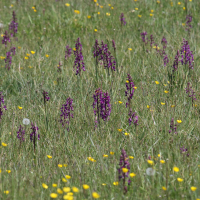 anacamptis_laxiflora5md (Anacamptis laxiflora)