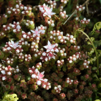 sedum_anglicum7md