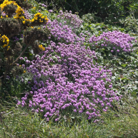 armeria_maritima5md (Armeria maritima)