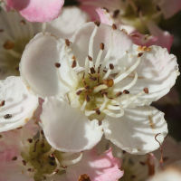 crataegus_monogyna10md (Crataegus monogyna)