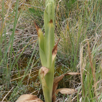 himantoglossum_hircinum6md