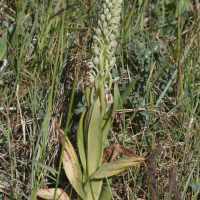 himantoglossum_hircinum7md