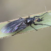 dilophus_febrilis3md (Dilophus febrilis)