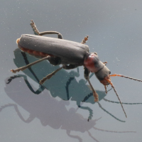cantharis_fusca4md