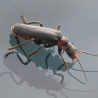 cantharis_fusca4md (Cantharis fusca)