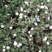 convolvulus_cneorum3md (Convolvulus cneorum)