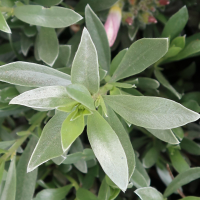 convolvulus_cneorum4md (Convolvulus cneorum)