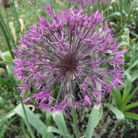 allium_hollandicum2md