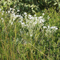 cerastium_tomentosum6md