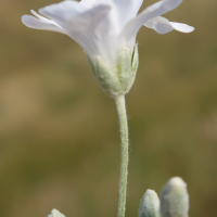 cerastium_tomentosum8md (Cerastium tomentosum)